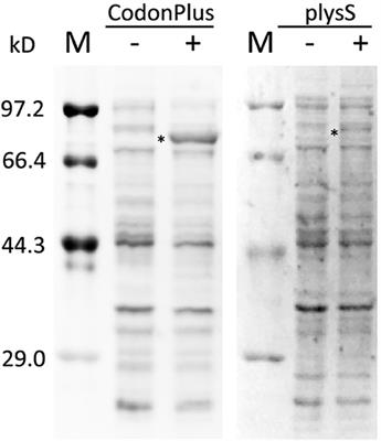 Single-Molecule Fluorescence Methods to Study Plant Hormone Signal Transduction Pathways